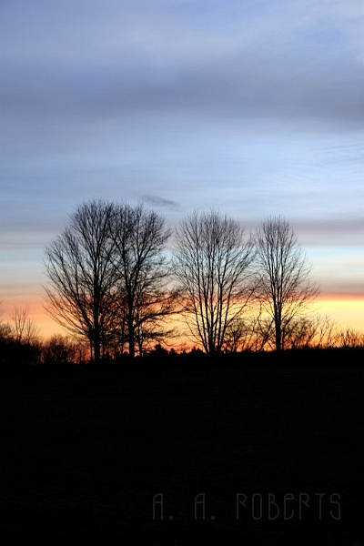 dawn2.jpg - Dawn with winter's trees ready for spring.